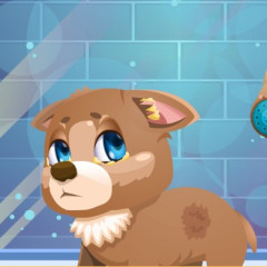 Stray Dog Care